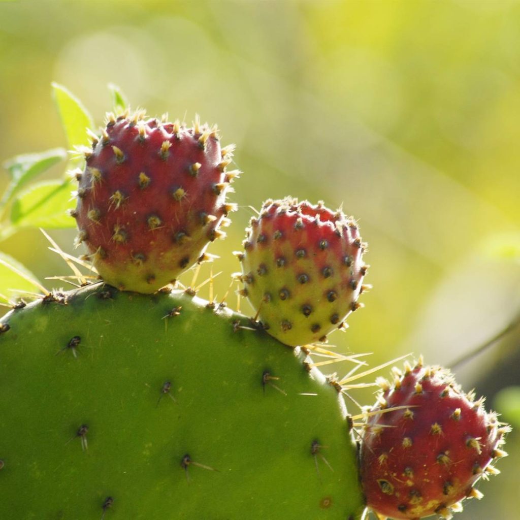 Nopal or prickly pear what are the properties and true benefits of this cactus